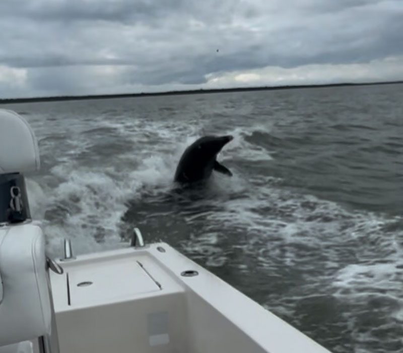 Dolphin-jumping-after-a-boat