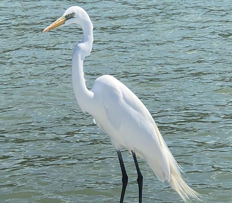 Eco-Tours-Marco-Island-Egret