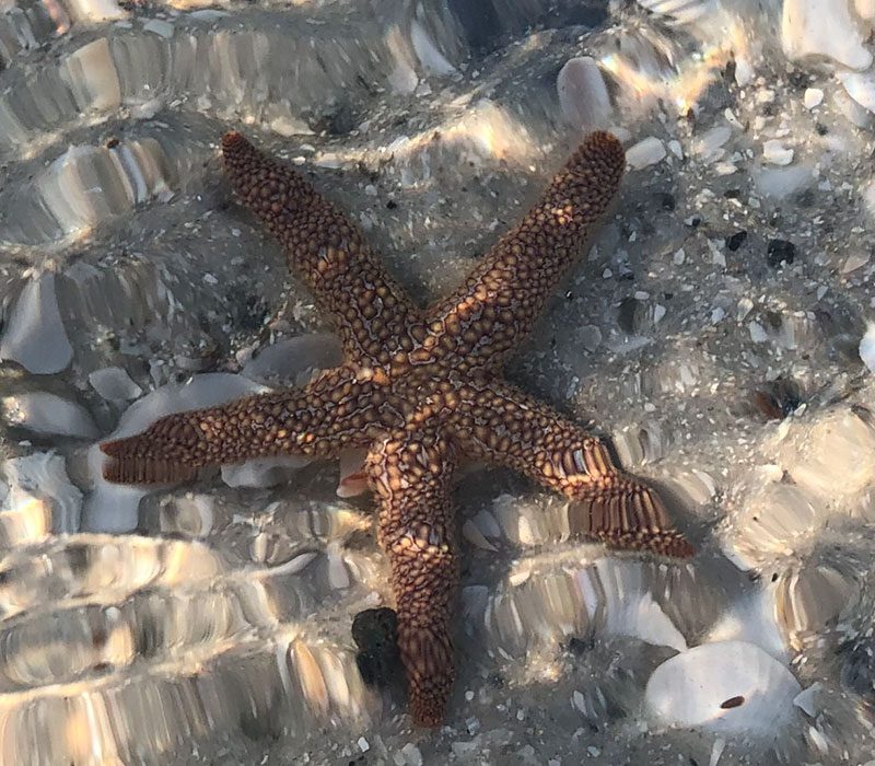 Eco-Tours-Marco-Island-star-fish