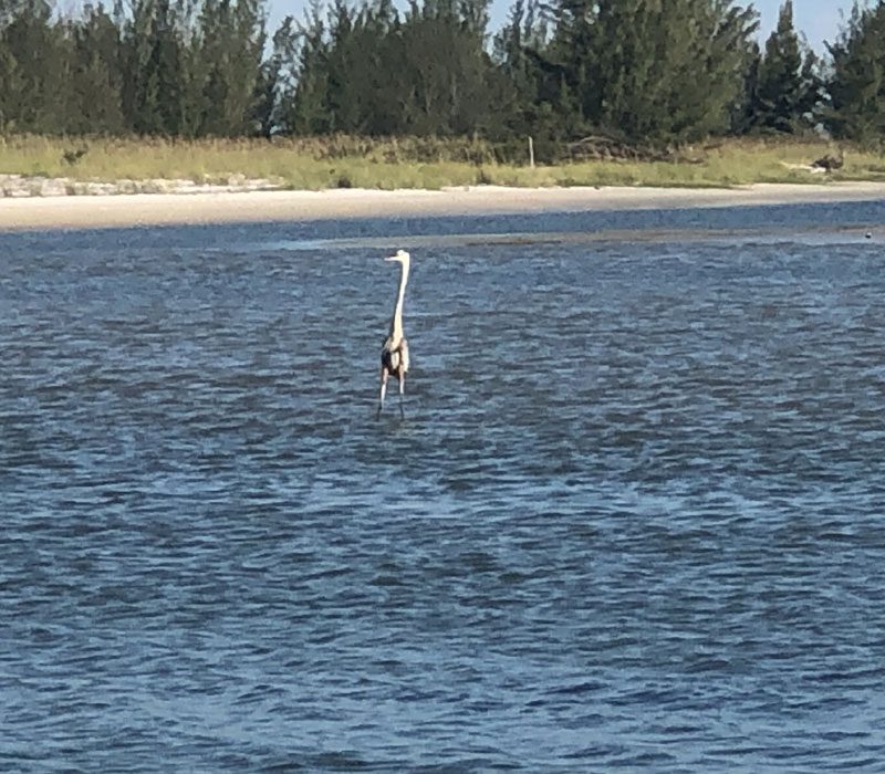 Eco Tour Marco Island