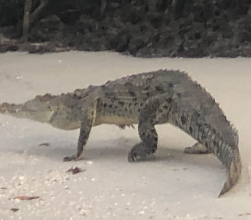 Eco Tour MarcoIsland -Alligator walking on sand