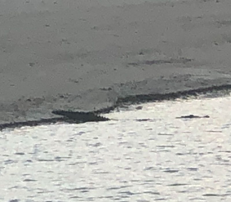 Eco Tour MarcoIsland -Alligator sight seeing entering water