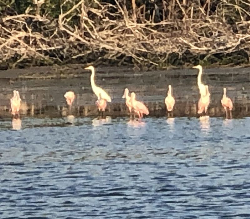 Eco Tour Marco Island