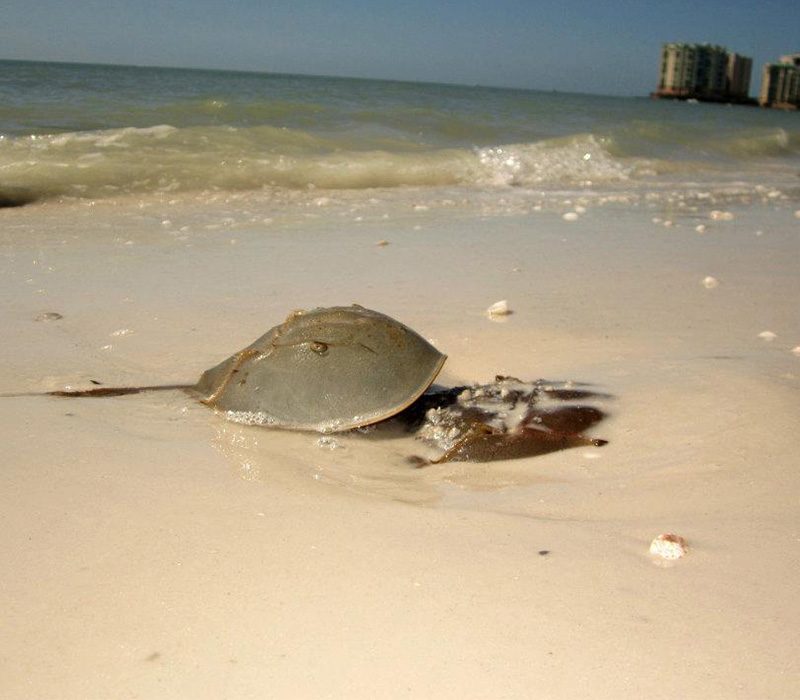 Best eco tour in Marco Island, Florida