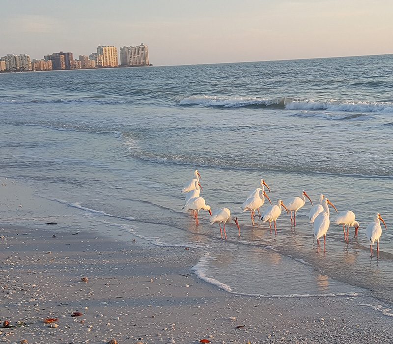 Best eco tour in Marco Island, Florida