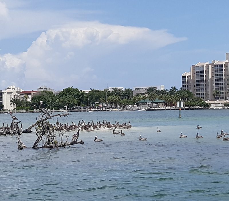 Best eco tour in Marco Island, Florida