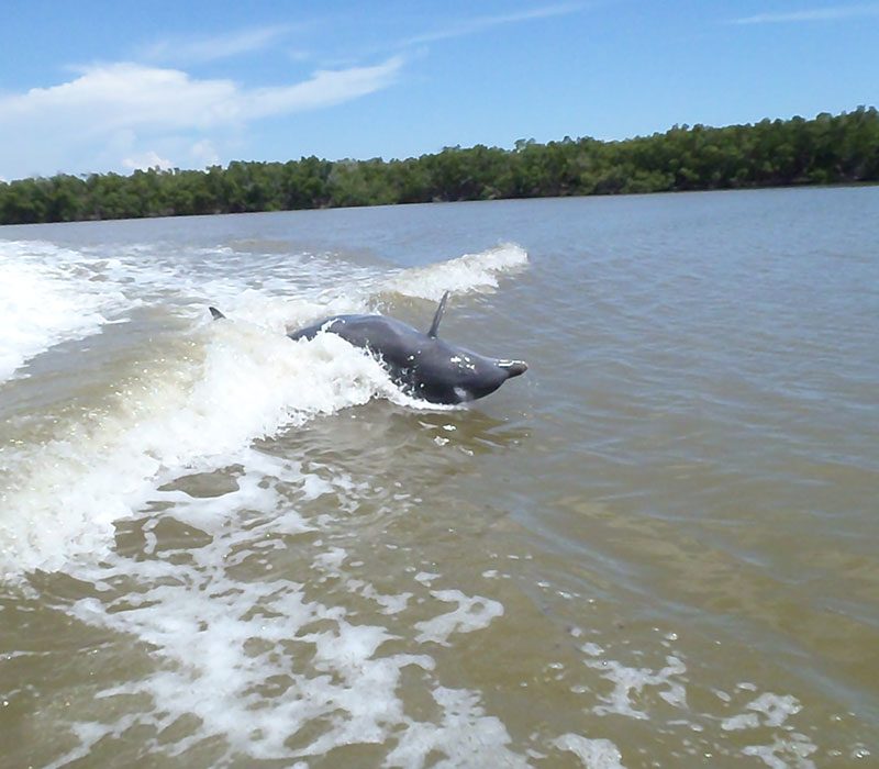 Best Eco Tour Charters in Marco Island