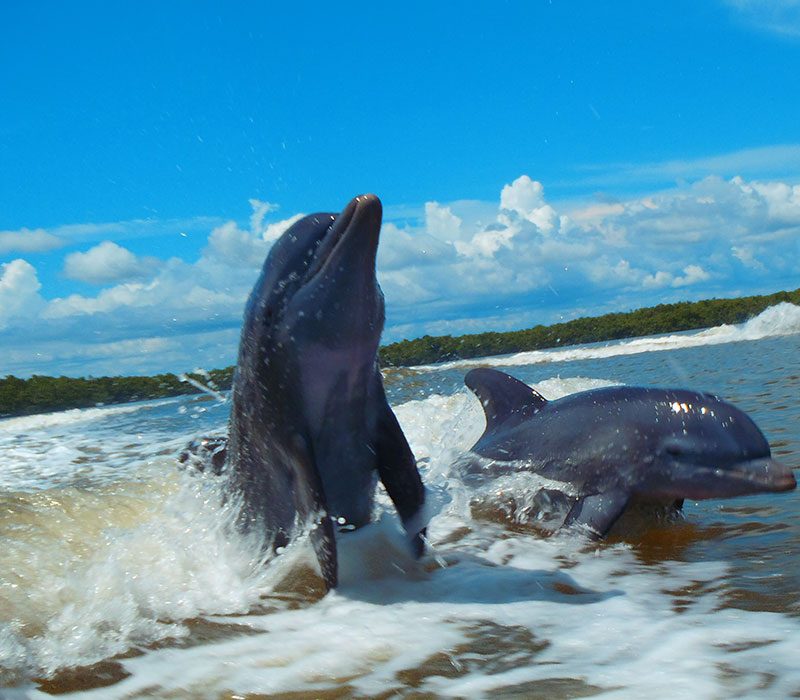Best Eco Tour Charters in Marco Island