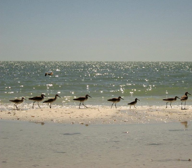 Best eco tour in Marco Island, Florida