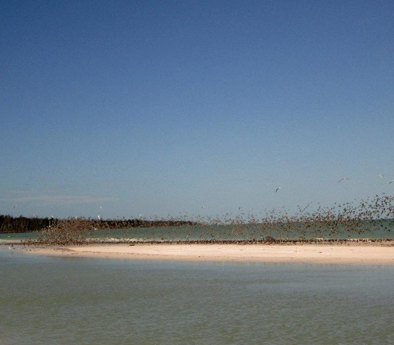 Best eco tour in Marco Island, Florida