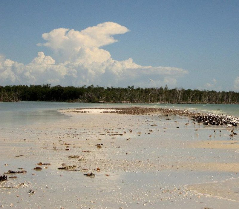 Best eco tour in Marco Island, Florida