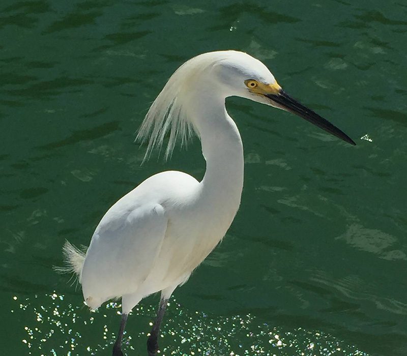 Best eco tour in Marco Island, Florida