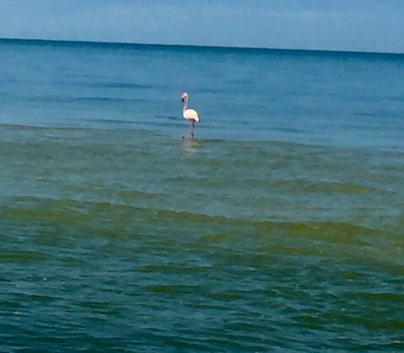 Best eco tour in Marco Island, Florida