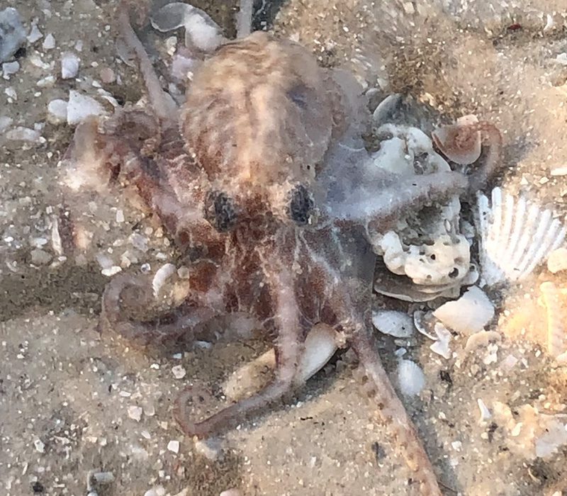 Octopus Seeing Eco Tour